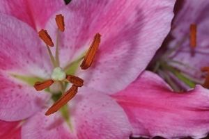 Uber Exif Photo