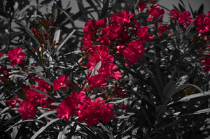 Uber Exif Photo