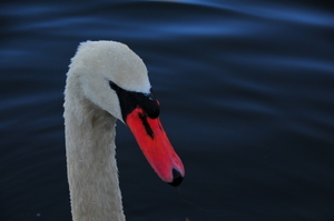 Uber Exif Photo