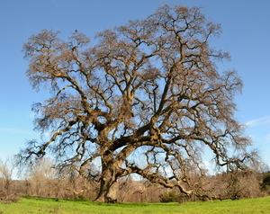 Uber Exif Photo