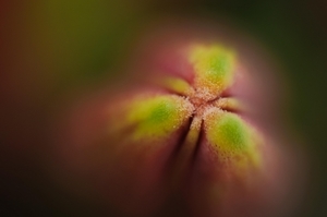 Uber Exif Photo