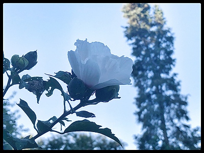 Uber Exif Photo