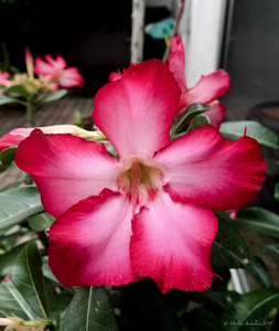 Uber Exif Photo