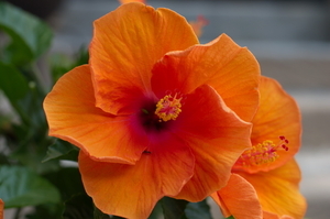 Uber Exif Photo