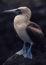 Uber Exif Photo