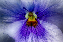 Uber Exif Photo
