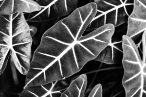 Uber Exif Photo