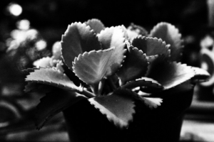 Uber Exif Photo