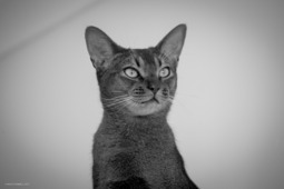 Uber Exif Photo