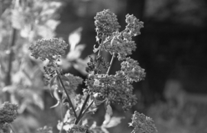 Uber Exif Photo