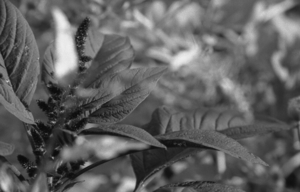 Uber Exif Photo