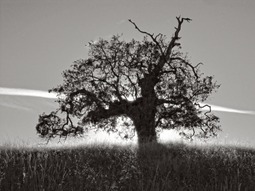 Uber Exif Photo