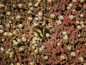 Uber Exif Photo