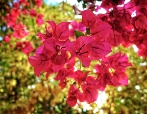 Uber Exif Photo