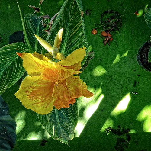 Photo ID 357017