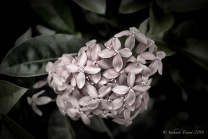 Uber Exif Photo
