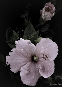 Uber Exif Photo
