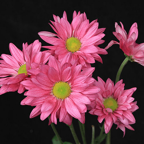 Photo ID 500512
