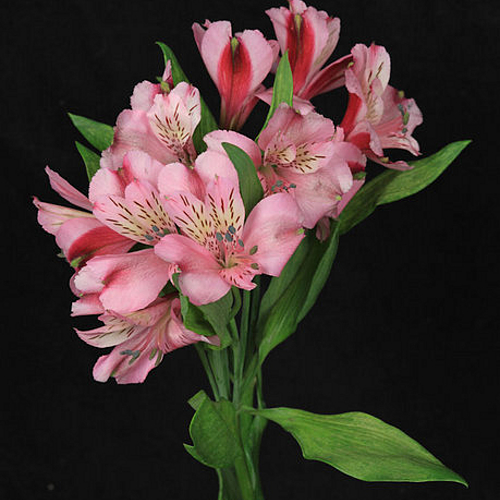 Photo ID 500513