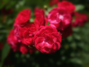 Uber Exif Photo
