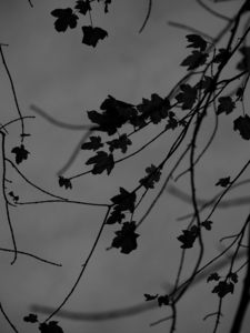 Uber Exif Photo