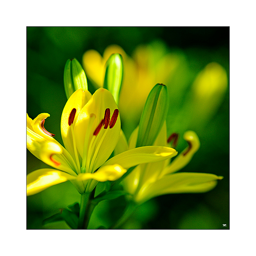 Photo ID 506524