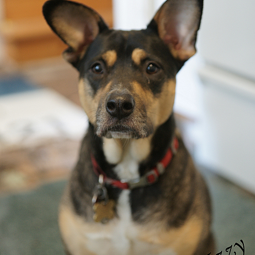 Photo ID 517189