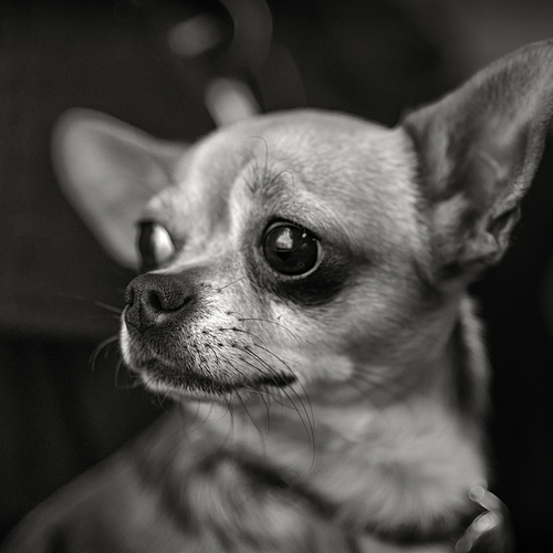 Photo ID 347772