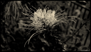 Uber Exif Photo