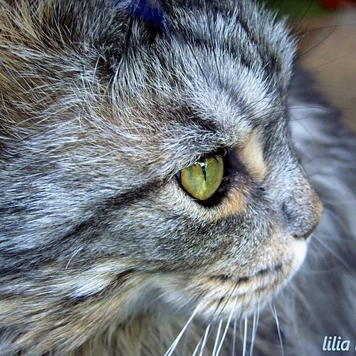 Photo ID 516180