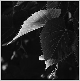 Uber Exif Photo