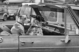 Uber Exif Photo