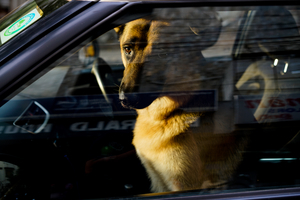 Uber Exif Photo