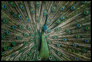 Uber Exif Photo