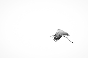 Uber Exif Photo