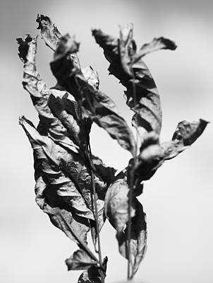 Uber Exif Photo