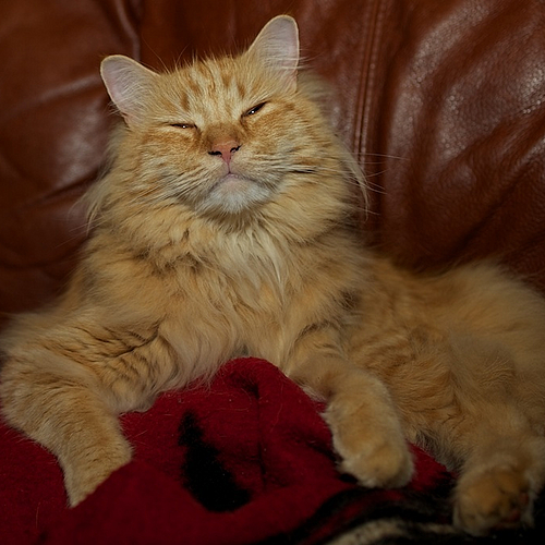 Photo ID 503235