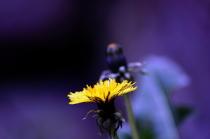 Uber Exif Photo