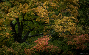 Uber Exif Photo